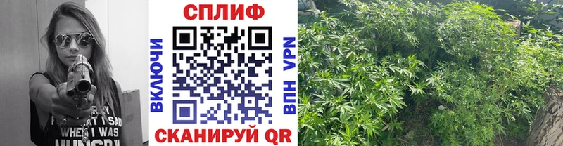 kraken ССЫЛКА Сертолово Шишки марихуана Ganja